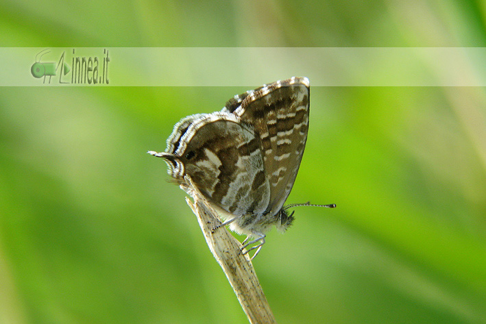 Cacyreus marshalli